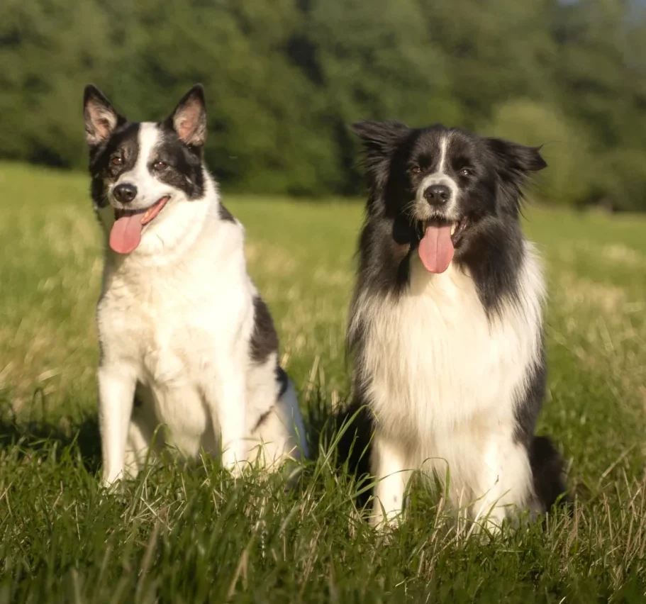 Zwei schwarz-weiße Hunde sitzen auf einer Wiese, im Hintergrund sind Bäume.