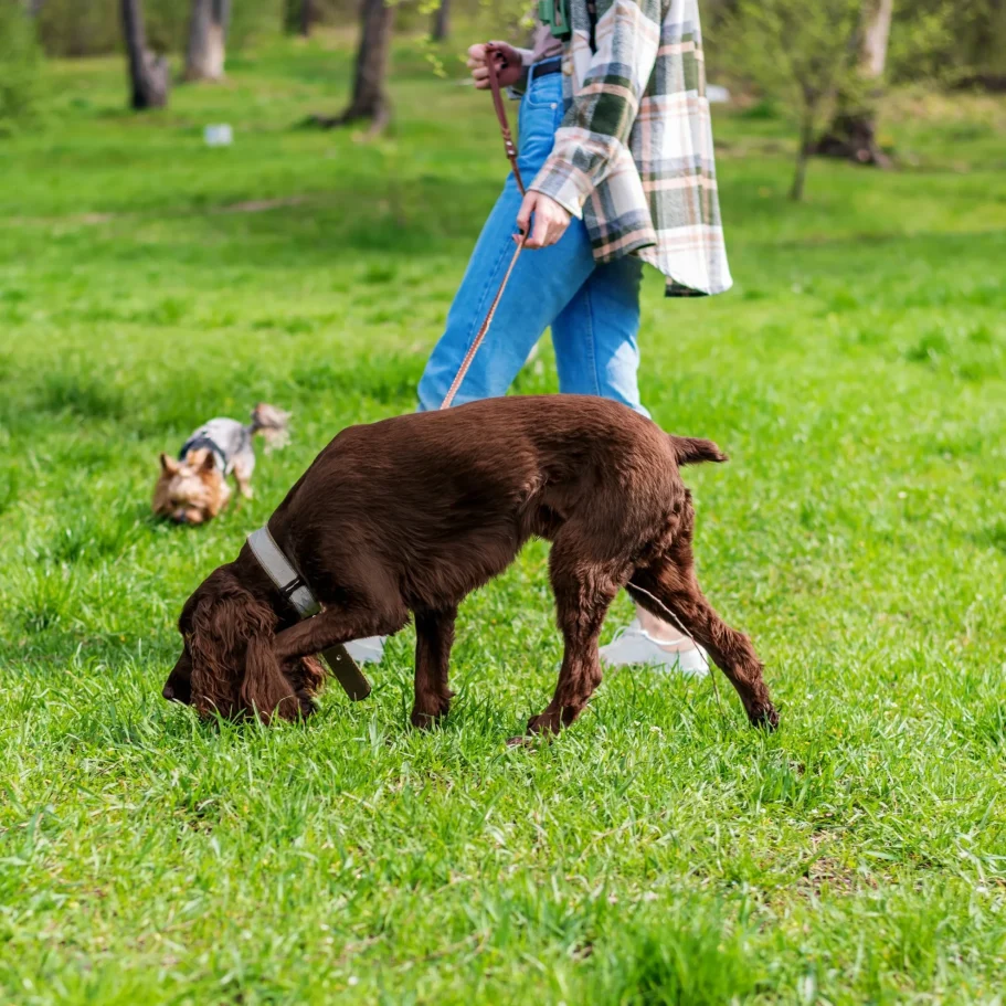 DreisamDogs Hundetrainer Flo läuft mit seinen beiden Hunden über eine Wiese.