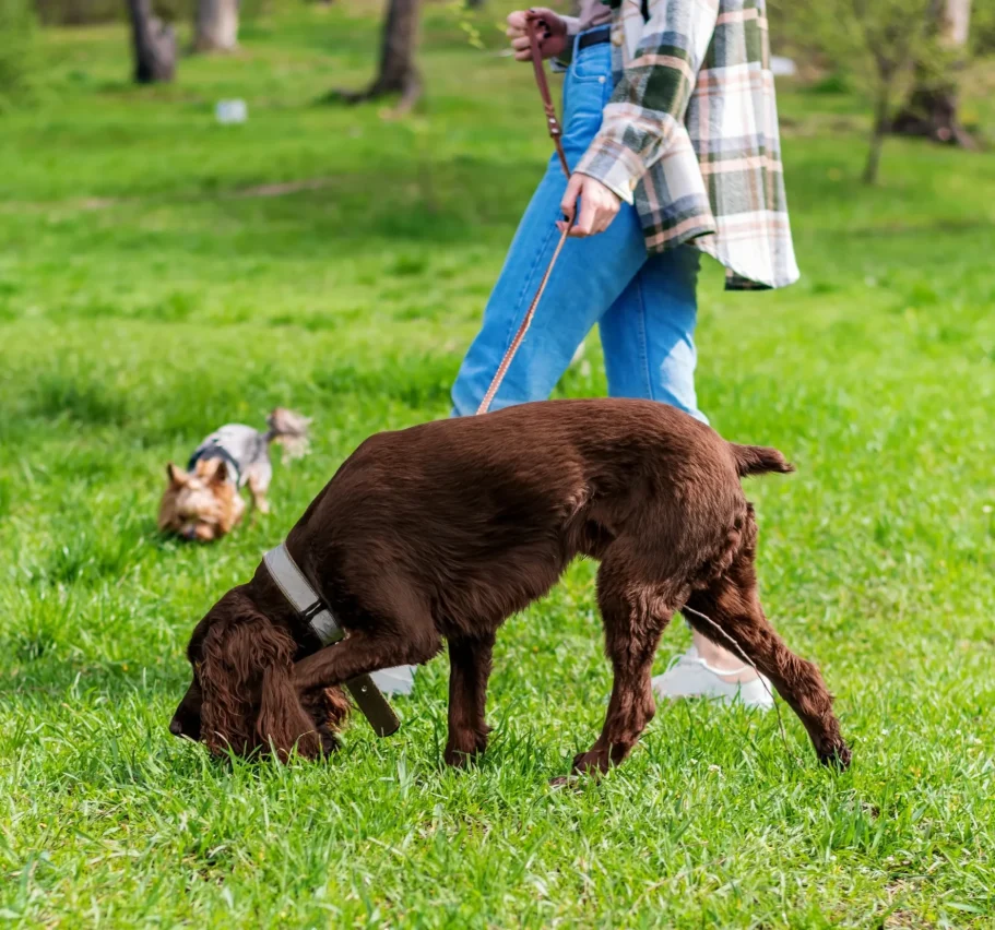 Eine Frau läuft mit ihrem braunen Hund über eine Wiese. Der Hund schnüffelt im Gras. 