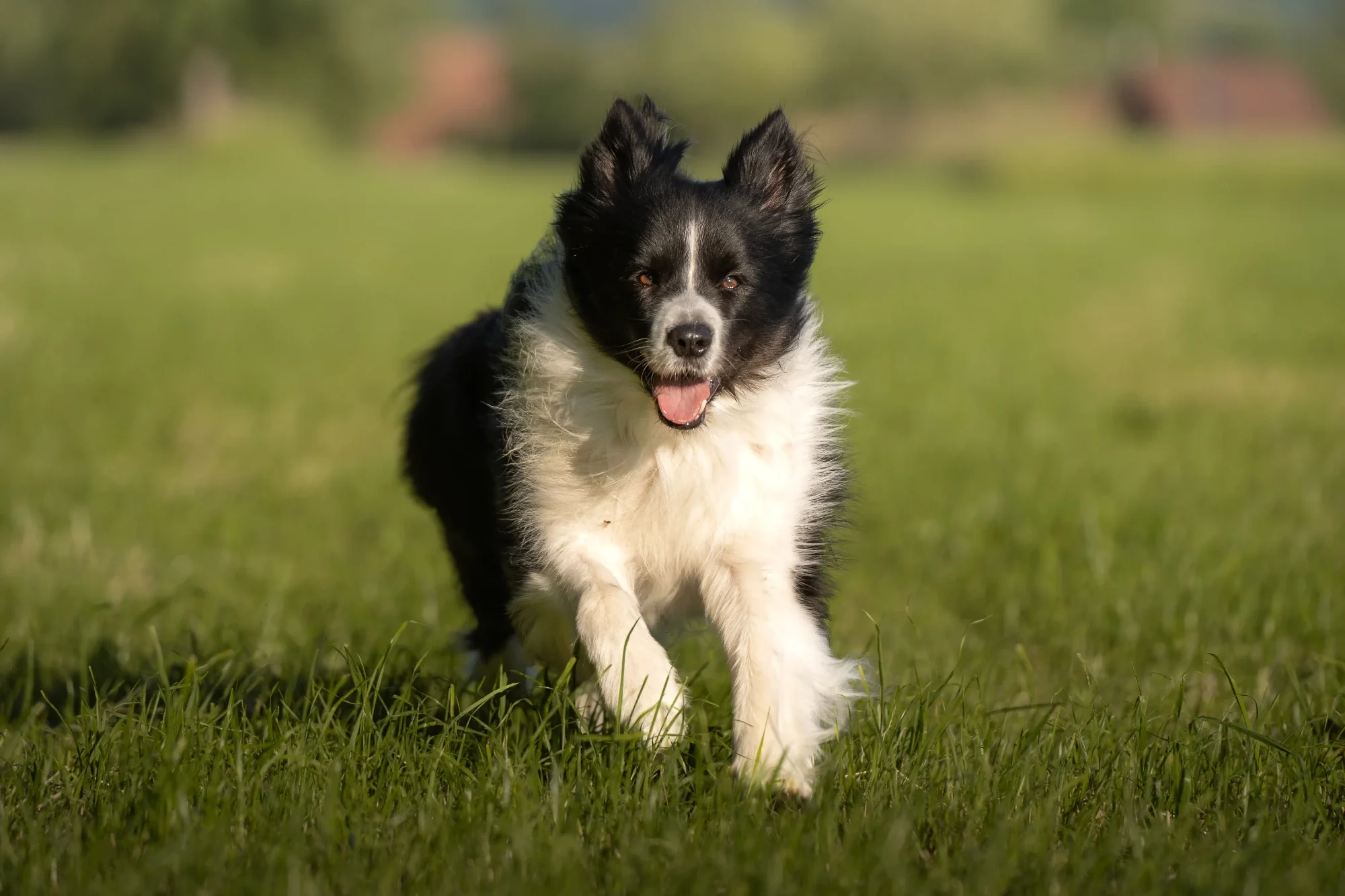 Ein schwarz-weißer Border Collie läuft fröhlich über eine grüne Wiese.