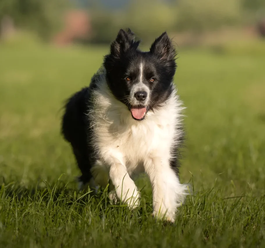 Ein schwarz-weißer Border Collie läuft fröhlich über eine grüne Wiese.