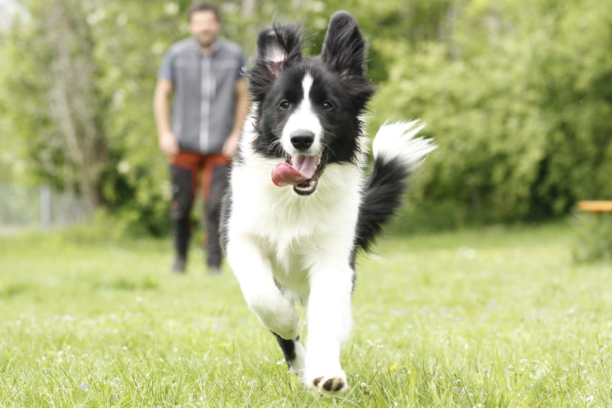 Ein fröhlicher schwarz-weißer Border Collie Hund läuft über eine Wiese.