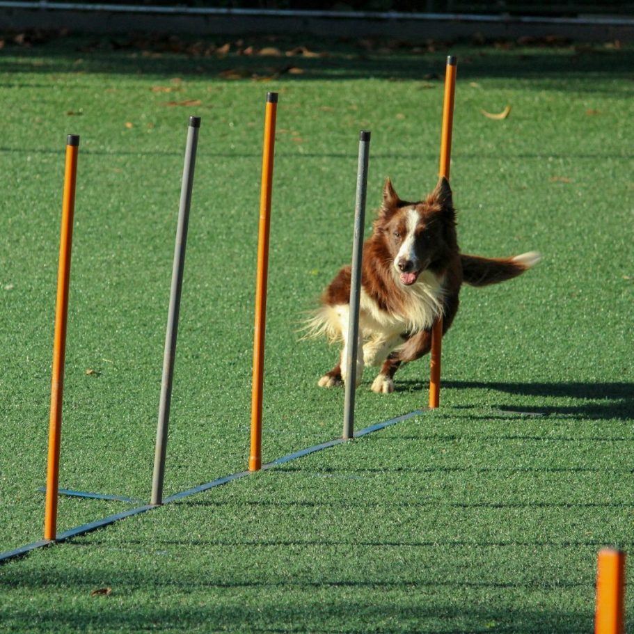 Braun-weißer Hund läuft durch einen Slalomkurs auf einem grünen Sportplatz.