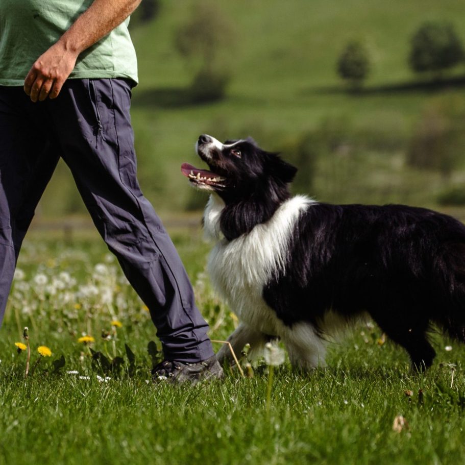 DreisamDogs Hundetrainer Flo läuft mit seinen beiden Hunden über eine Wiese.