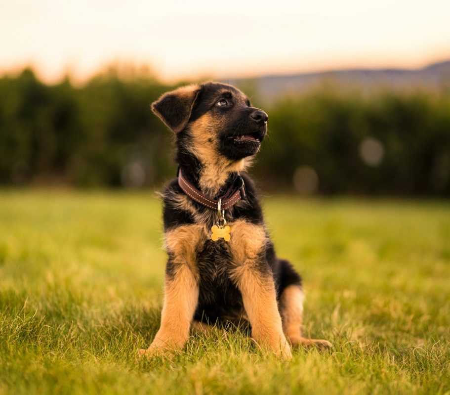 Ein fröhlicher schwarz-weißer Border Collie Hund läuft über eine Wiese.