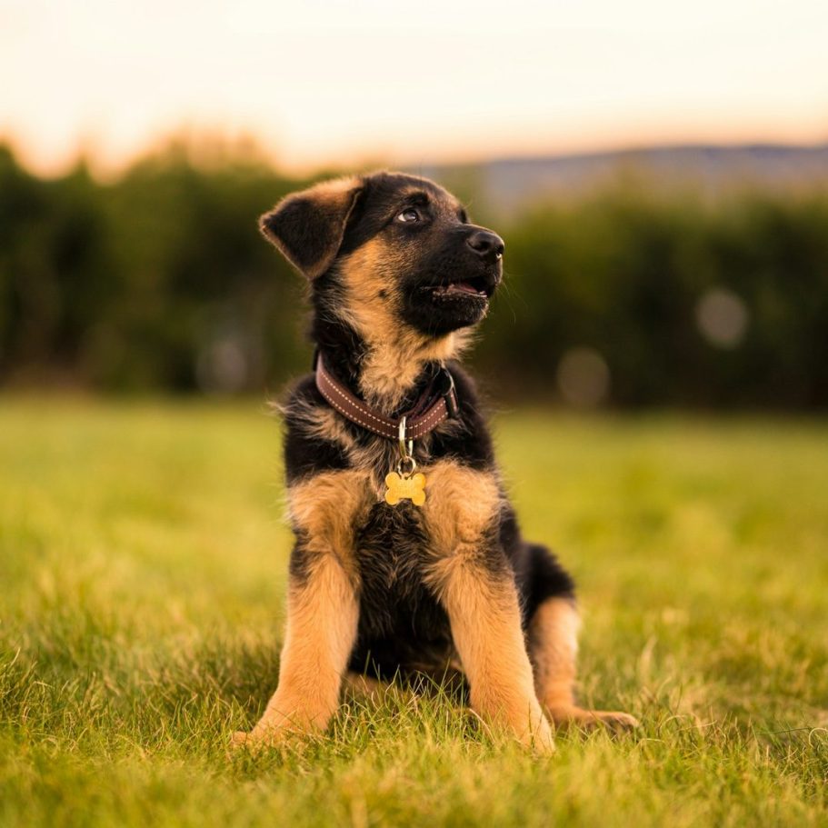 Ein schwarz-brauner Welpe sitzt auf einer grünen Wiese.