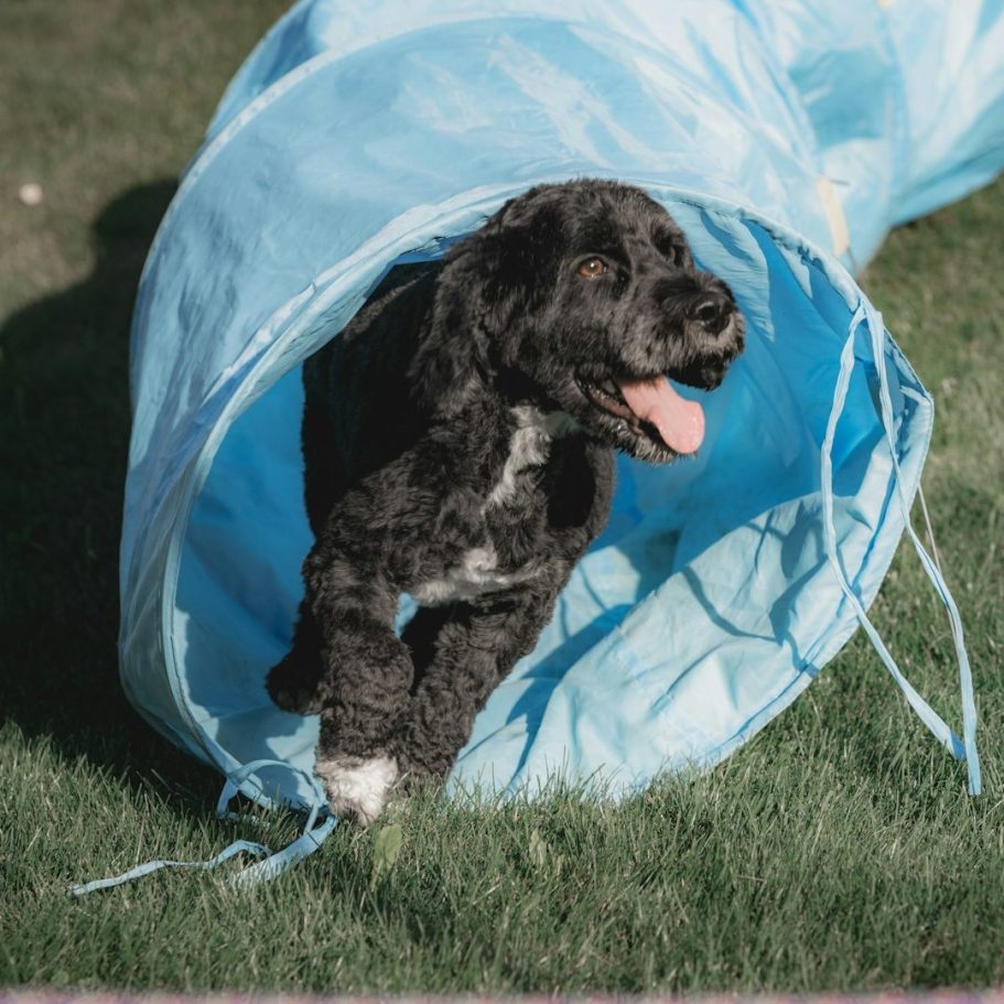 Schwarzer Hund, der fröhlich aus einem blauen Tunnel läuft.